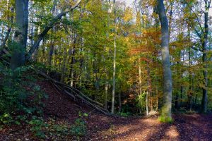 Herbst am Plöner See - Ascheberger Seglergemeinschaft Herbst am Plöner See - Ascheberger Seglergemeinschaft